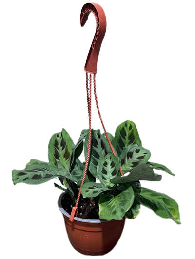 Green Maranta